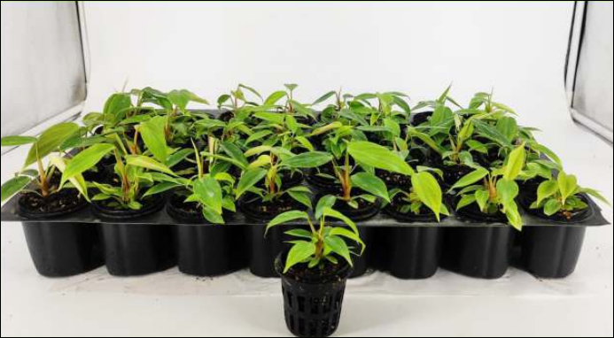 Pick 18 Rare plants for ₹4300