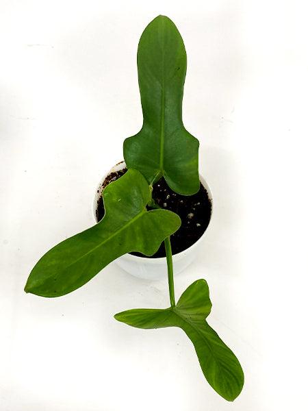 Philodendron Bipennifolium