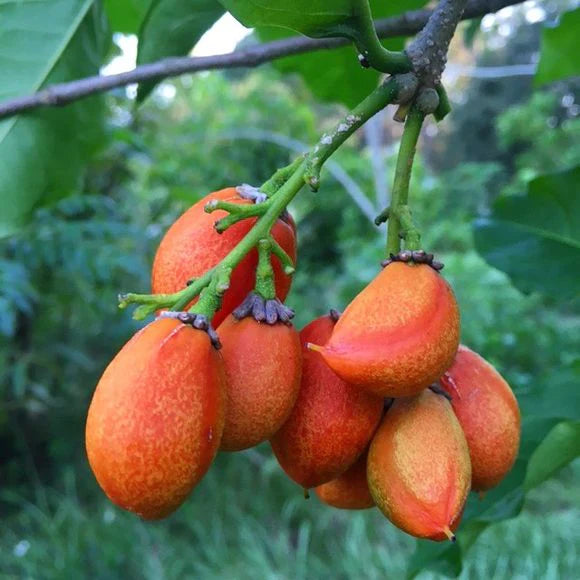 Peanut Butter Exotic Fruit Plants (Bunchosia Glandulifera)