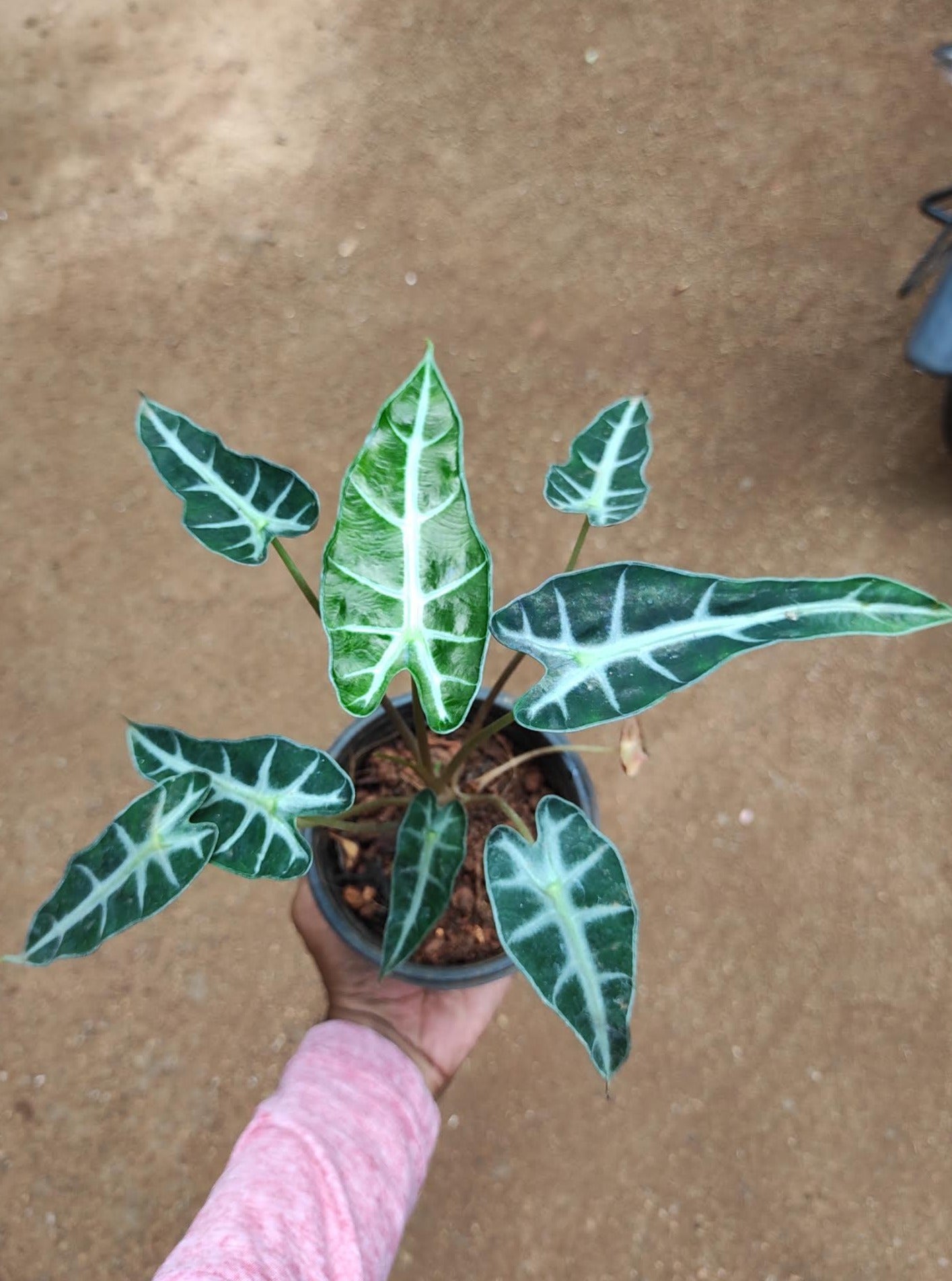 Alocasia amazonica bambino arrow - Growcerys Shop