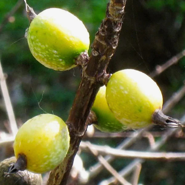 Black Berry Jam Exotic Fruit Plants (Randia Formosa)