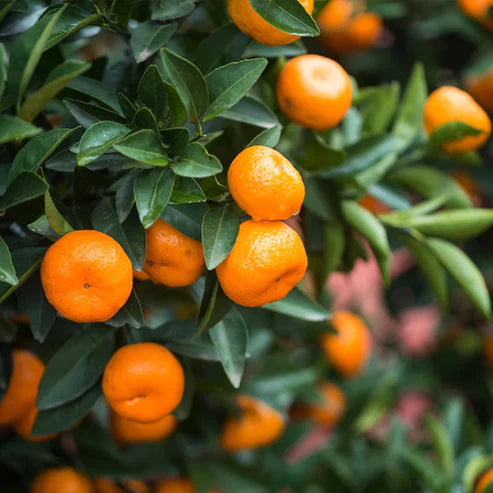 Bush Orange Exotic Fruit Plant