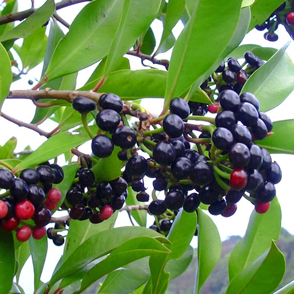 Coralberry Exotic Fruit Plants (Ardisia Elliptica)