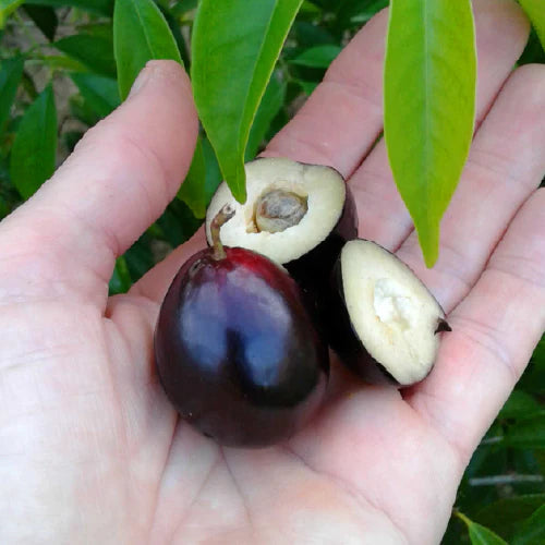 Rainforest Plum Exotic Fruit Plants (Eugenia candolleana)