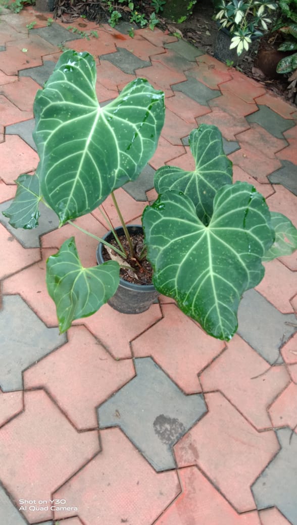 Anthurium Magnificum 'Matured'