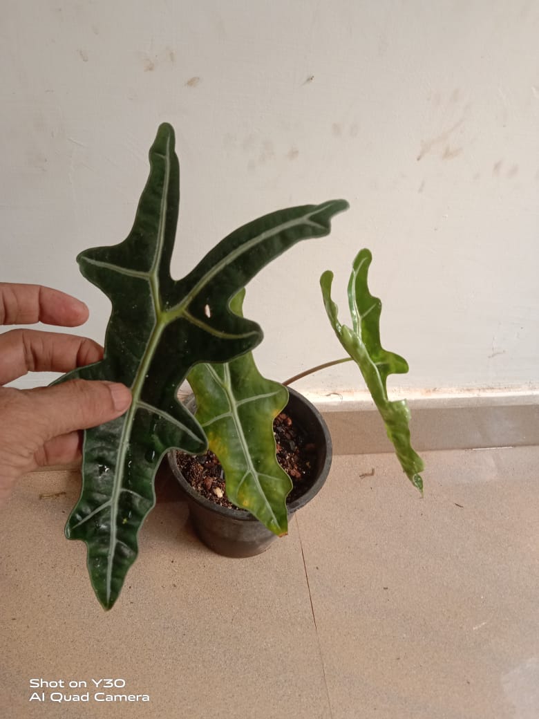 Alocasia Sanderiana 'Nobilis'