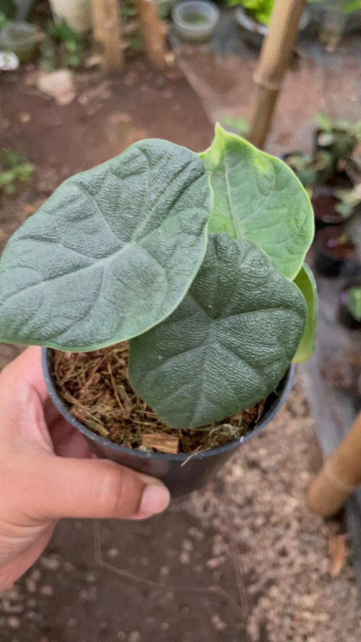 Alocasia Melo 'Tuber'