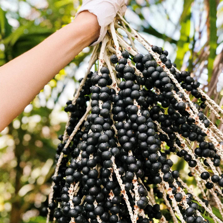 Acai Berry Exotic Fruit Plants (Euterpe Oleracea)