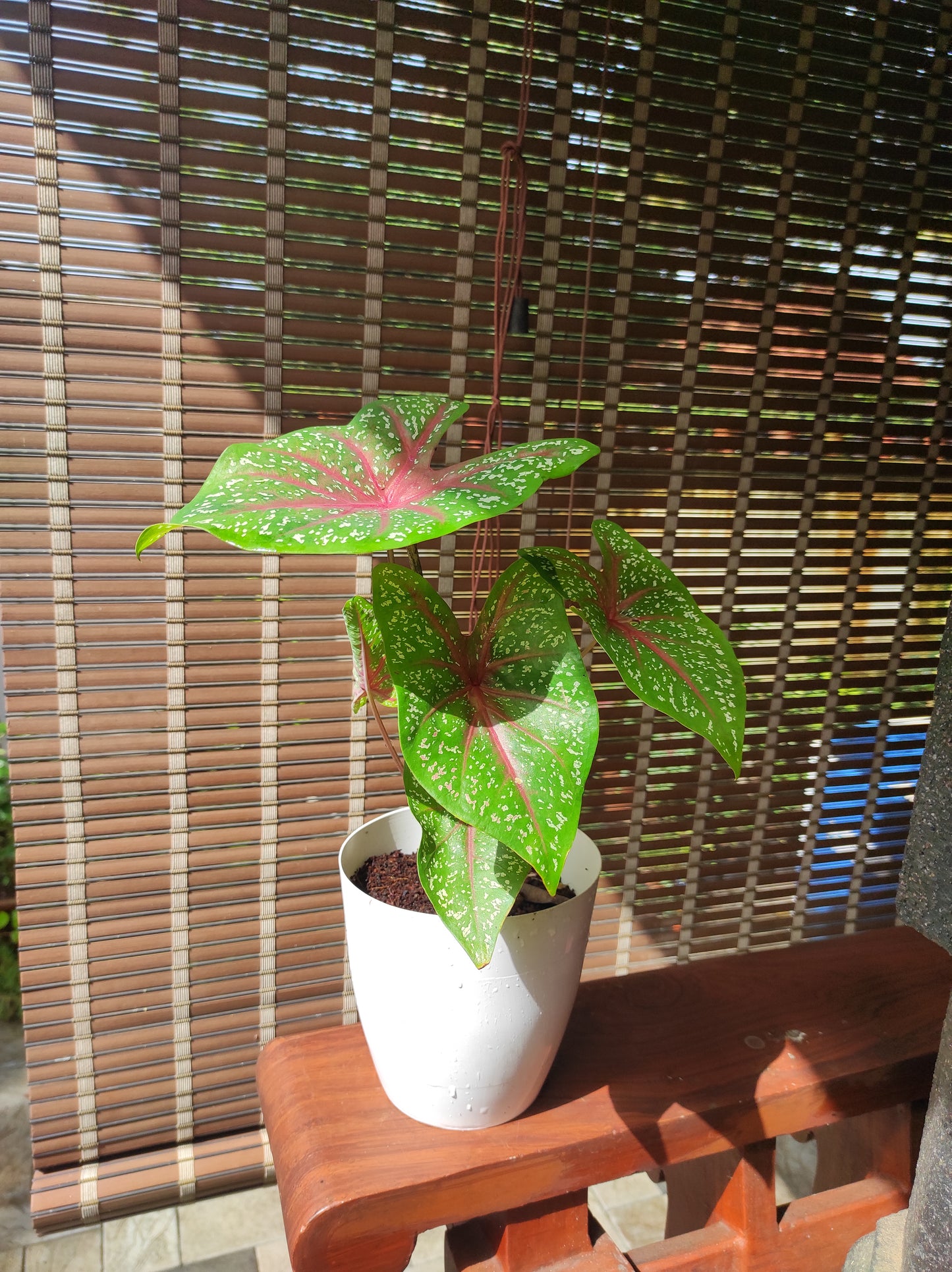 Caladium Bicolor Red Flash Bulb