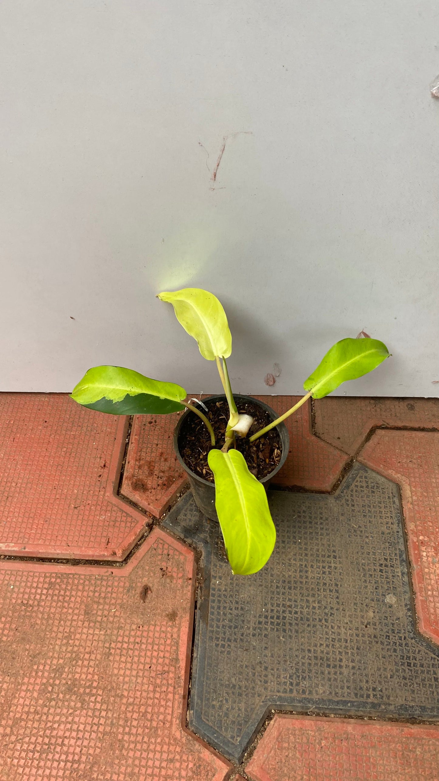 Philodendron 'Thai Sunrise'