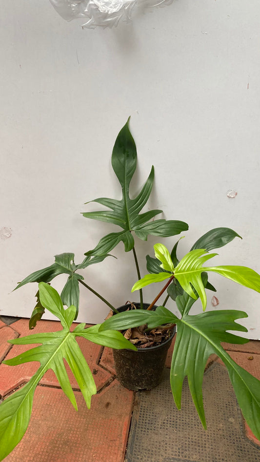 Philodendron Florida Ghost 'Big'