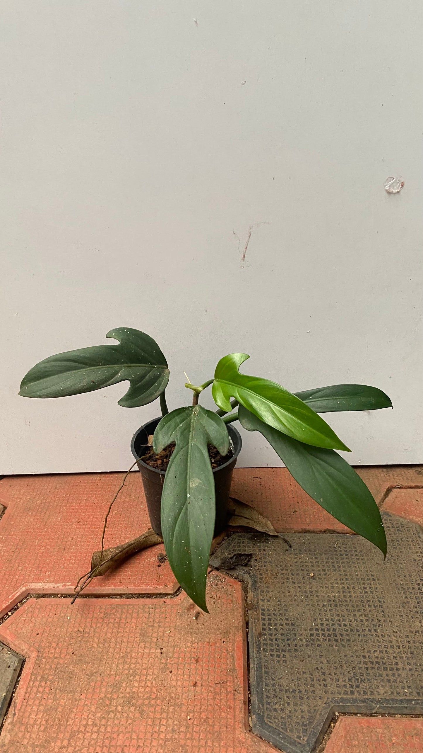 Philodendron Panduriforme
