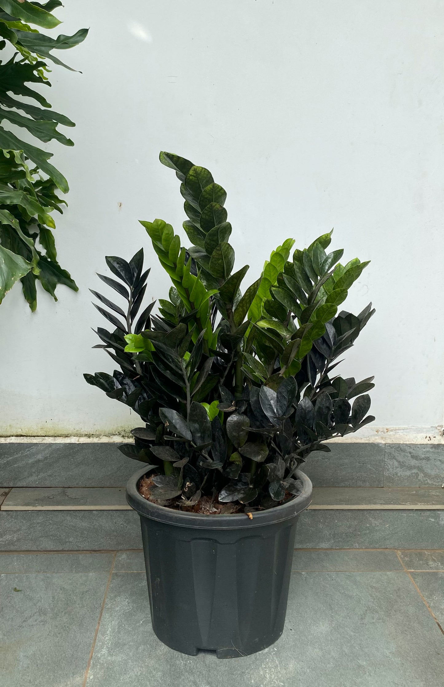 ZZ Raven Black 4 ft Plant