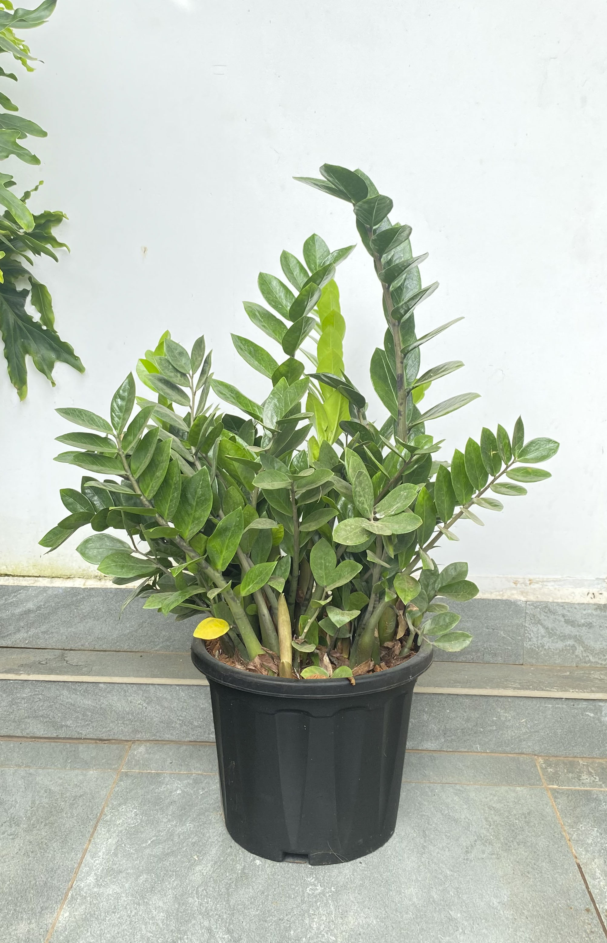 ZZ Plant 4 ft Plant: Buy Plant Online In India – Growcerys