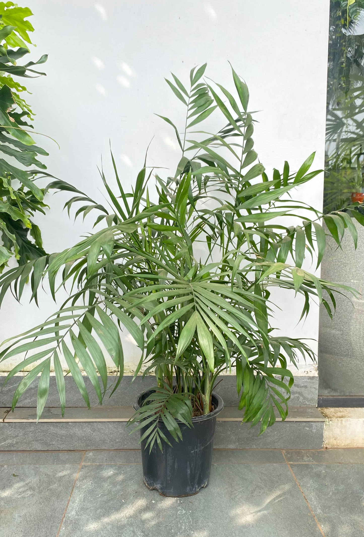 Chamaedorea Elegans 4 ft Palm (Imported)