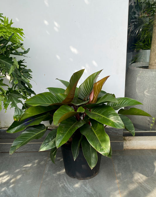 Philodendron Rojo Congo 4 ft Plant