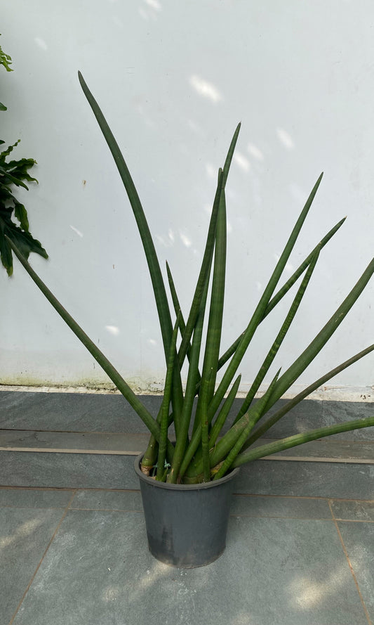 Sansevieria Cylindrica 4 ft Plant