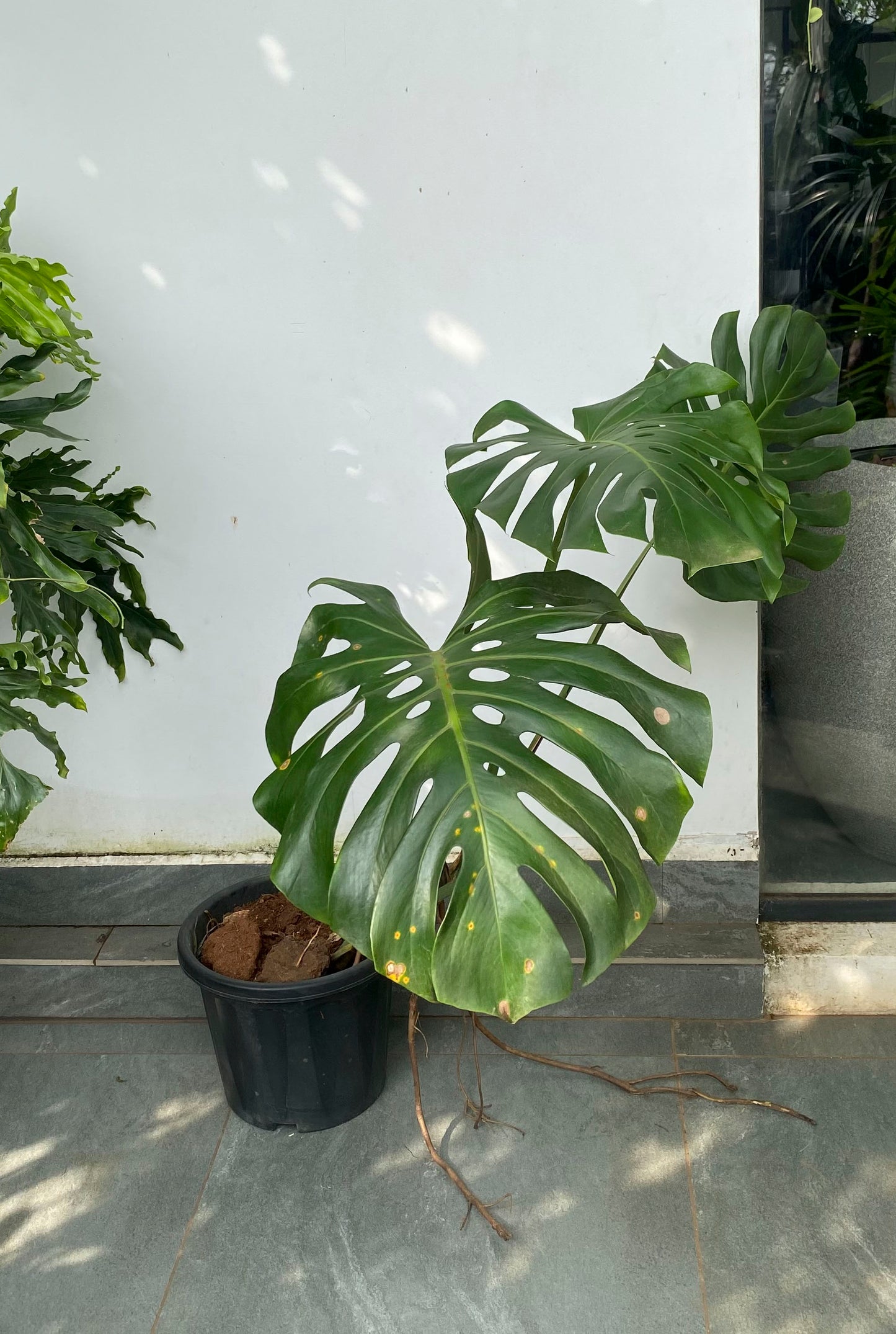 Monstera Delicoisa 4 ft plant