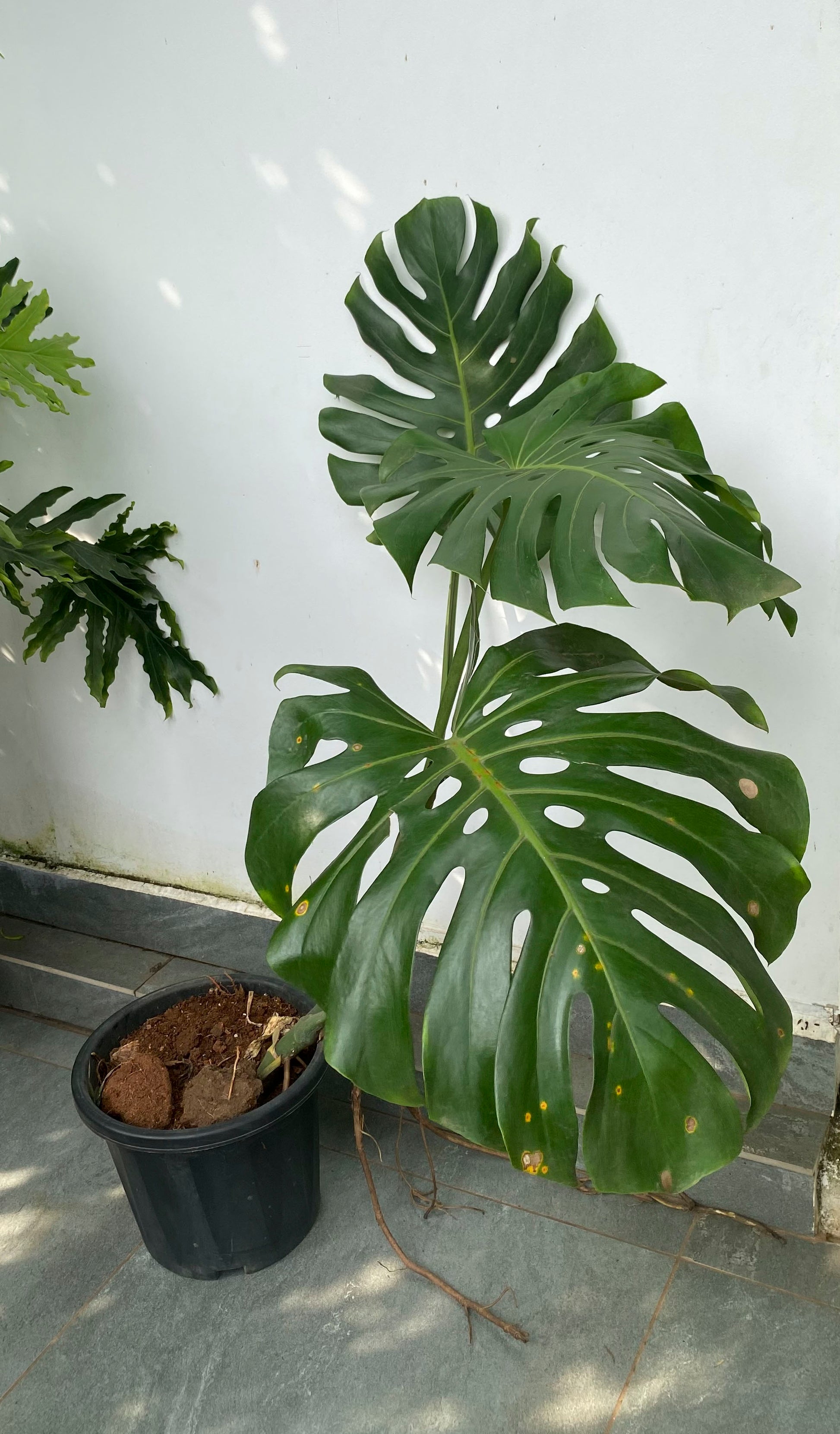 swiss cheese plant india Monstera Delicoisa 4 ft plant: Buy Plant Online In India – Growcerys