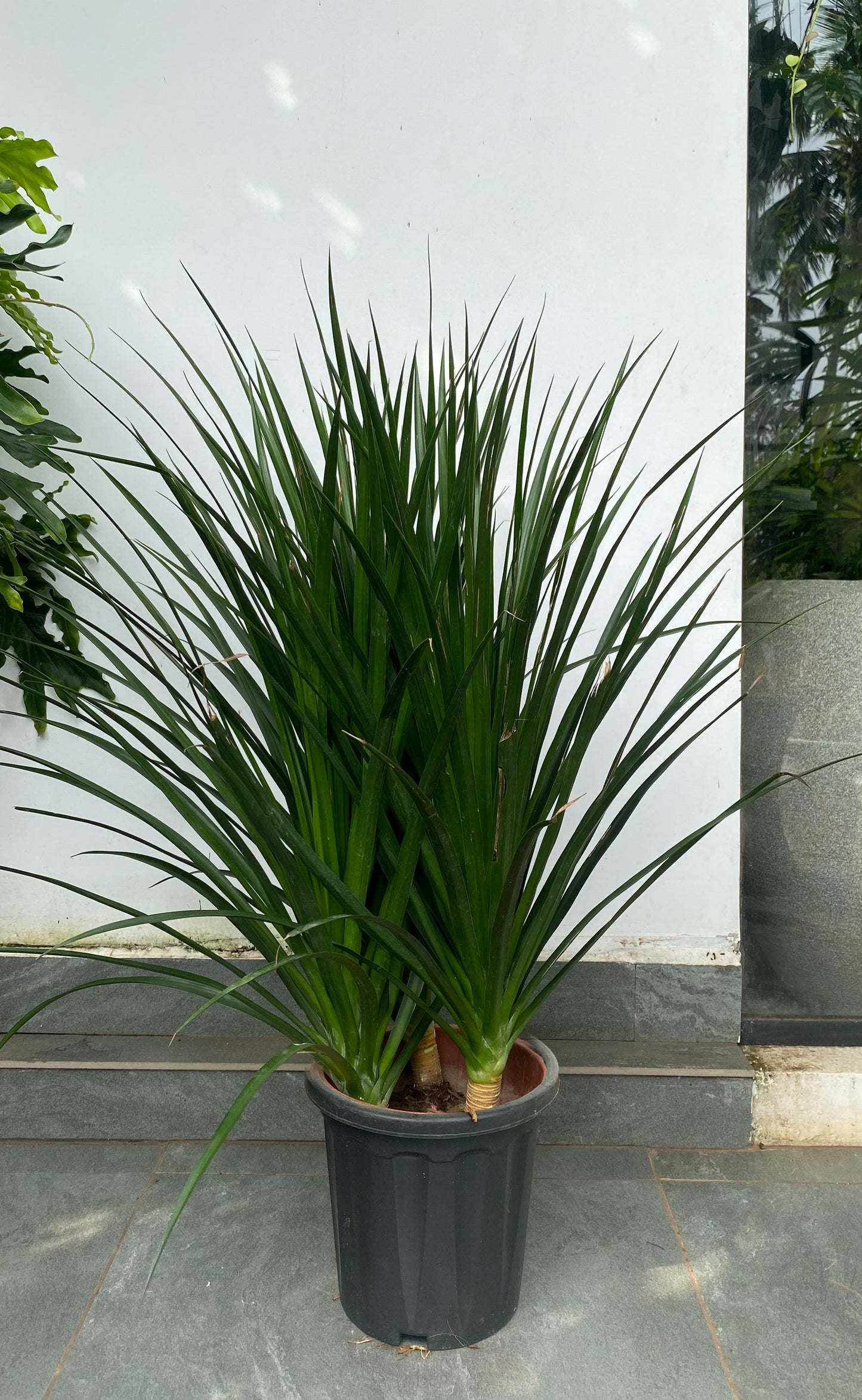 Dracaena Draco 4 ft Plant