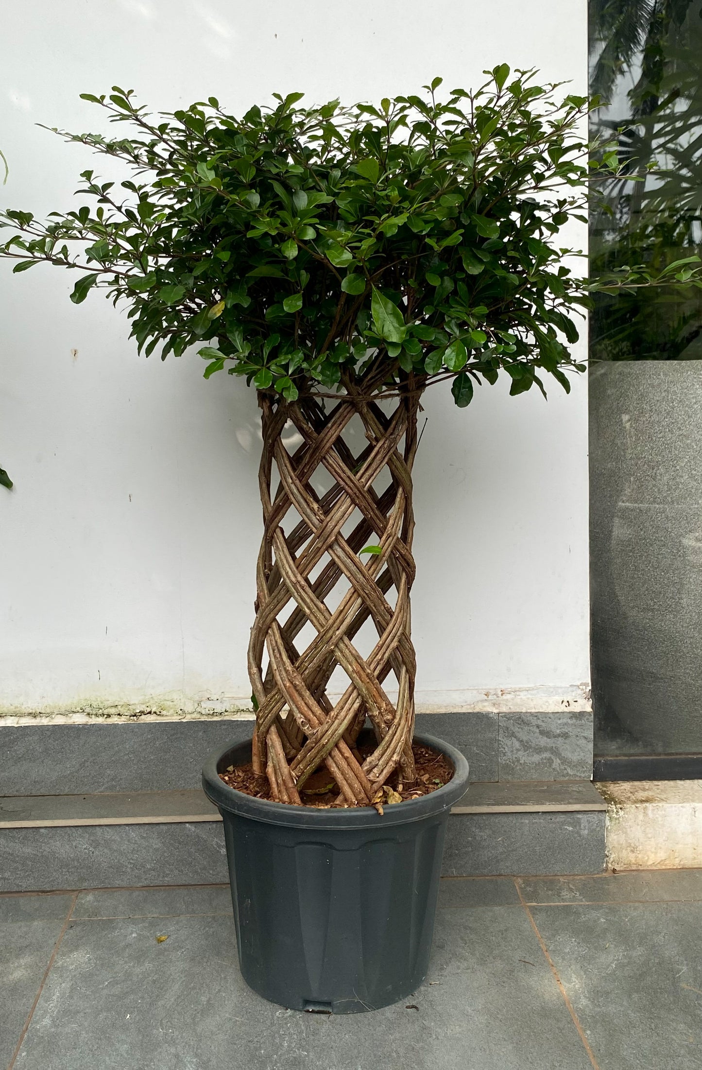 Ficus Benjamina 'Netted' 4 ft Plant