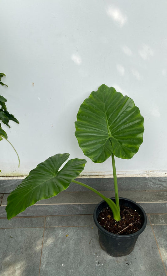Colocasia gigantea 'Thailand Giant' 4ft Plant