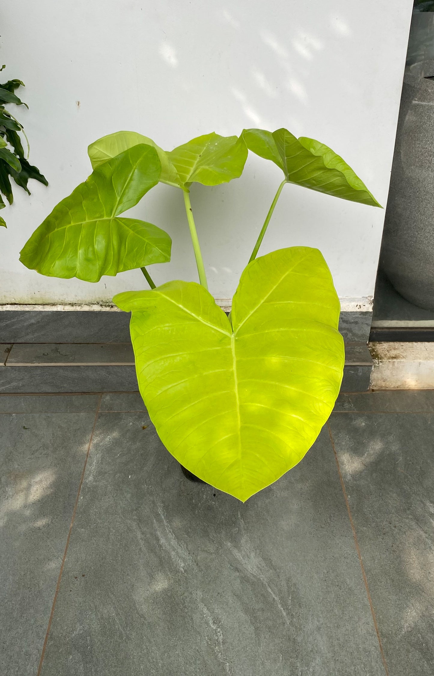 Alocasia Zinger Lime 4 ft Plant