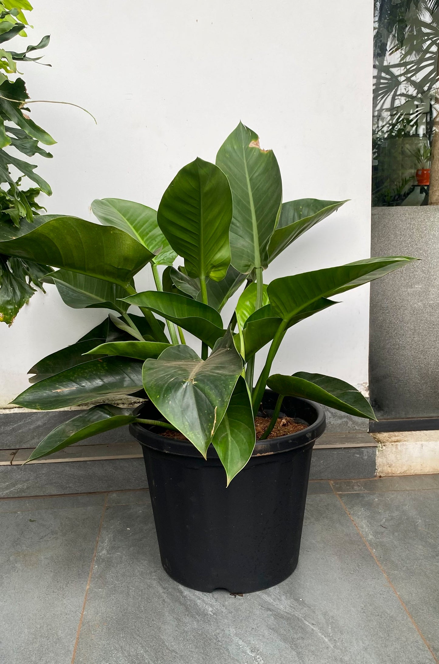 Philodendron Green Congo 4 ft Plant
