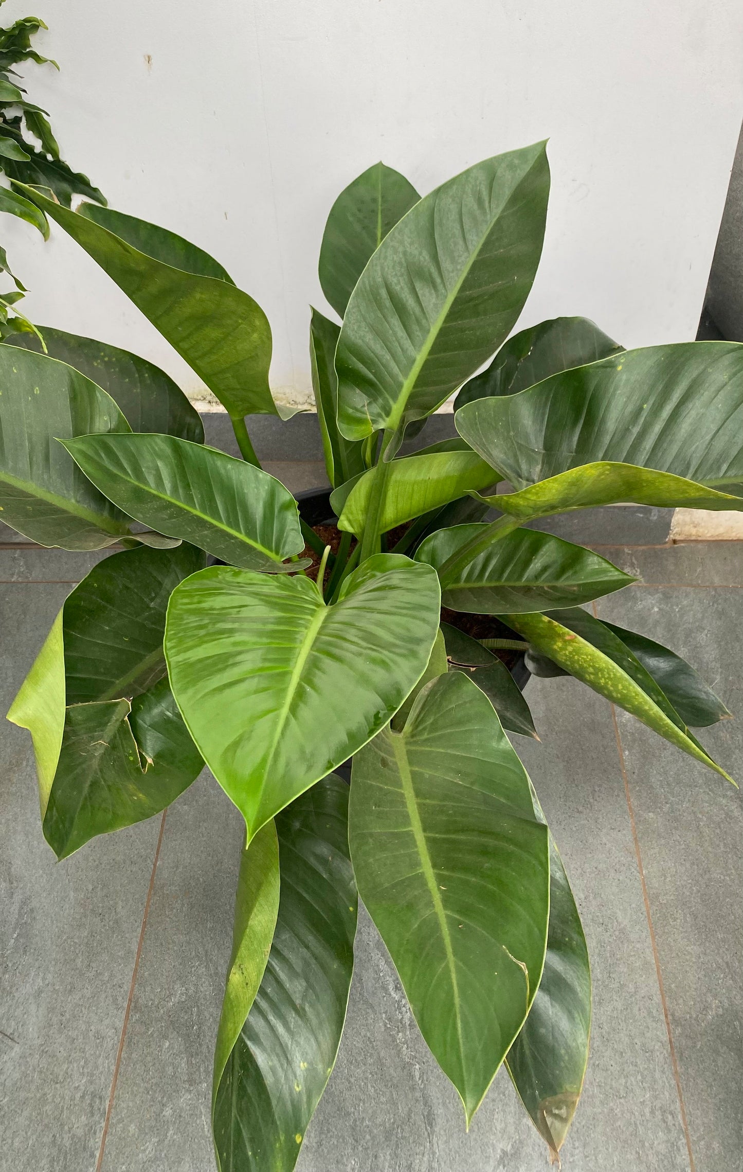Philodendron Green Congo 4 ft Plant