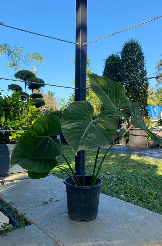 Philodendron Gloriosum 4 ft XL Plant