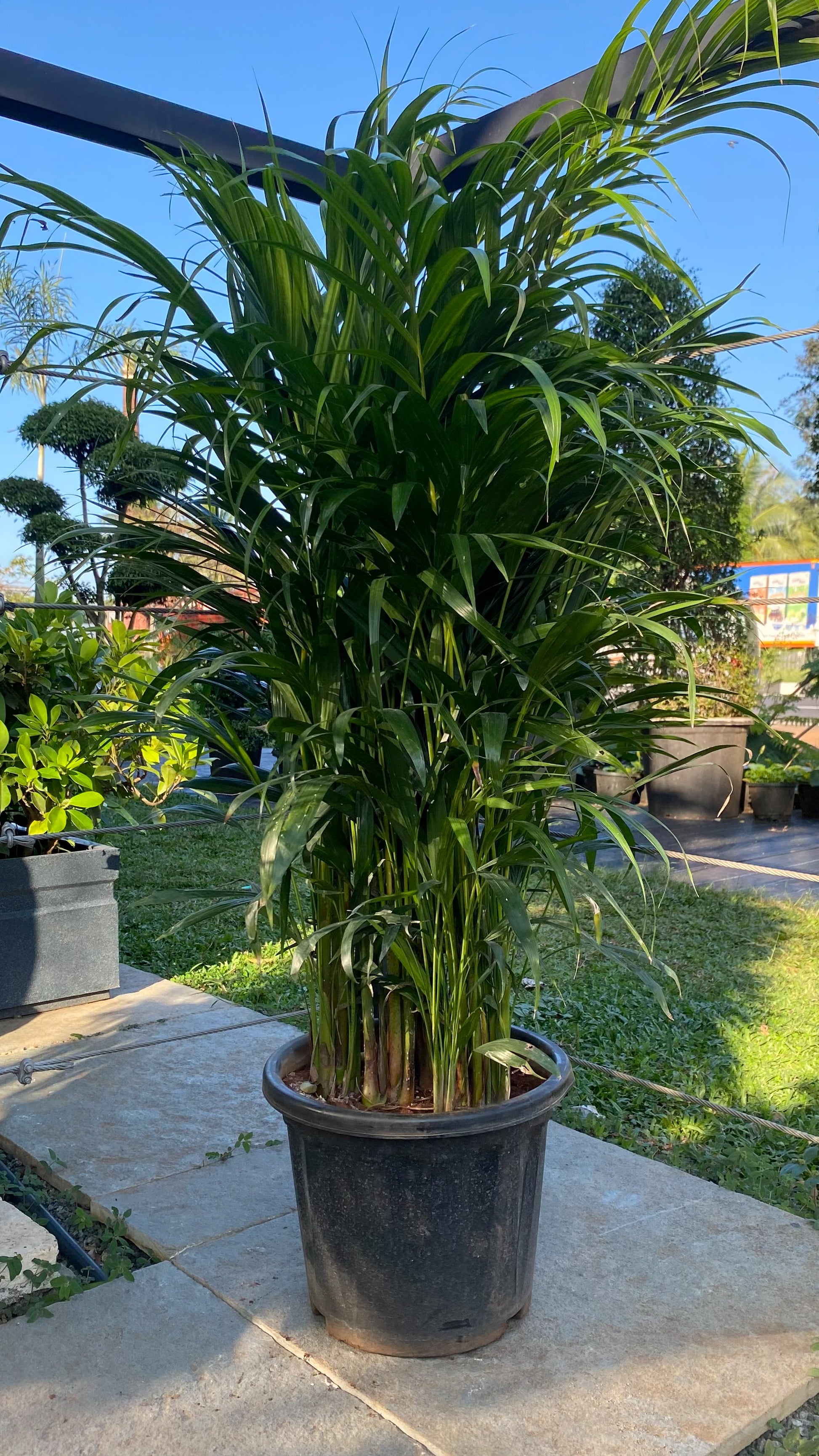 buy areca palm online Areca Palm 4 ft Plant: Buy Plant Online In India – Growcerys