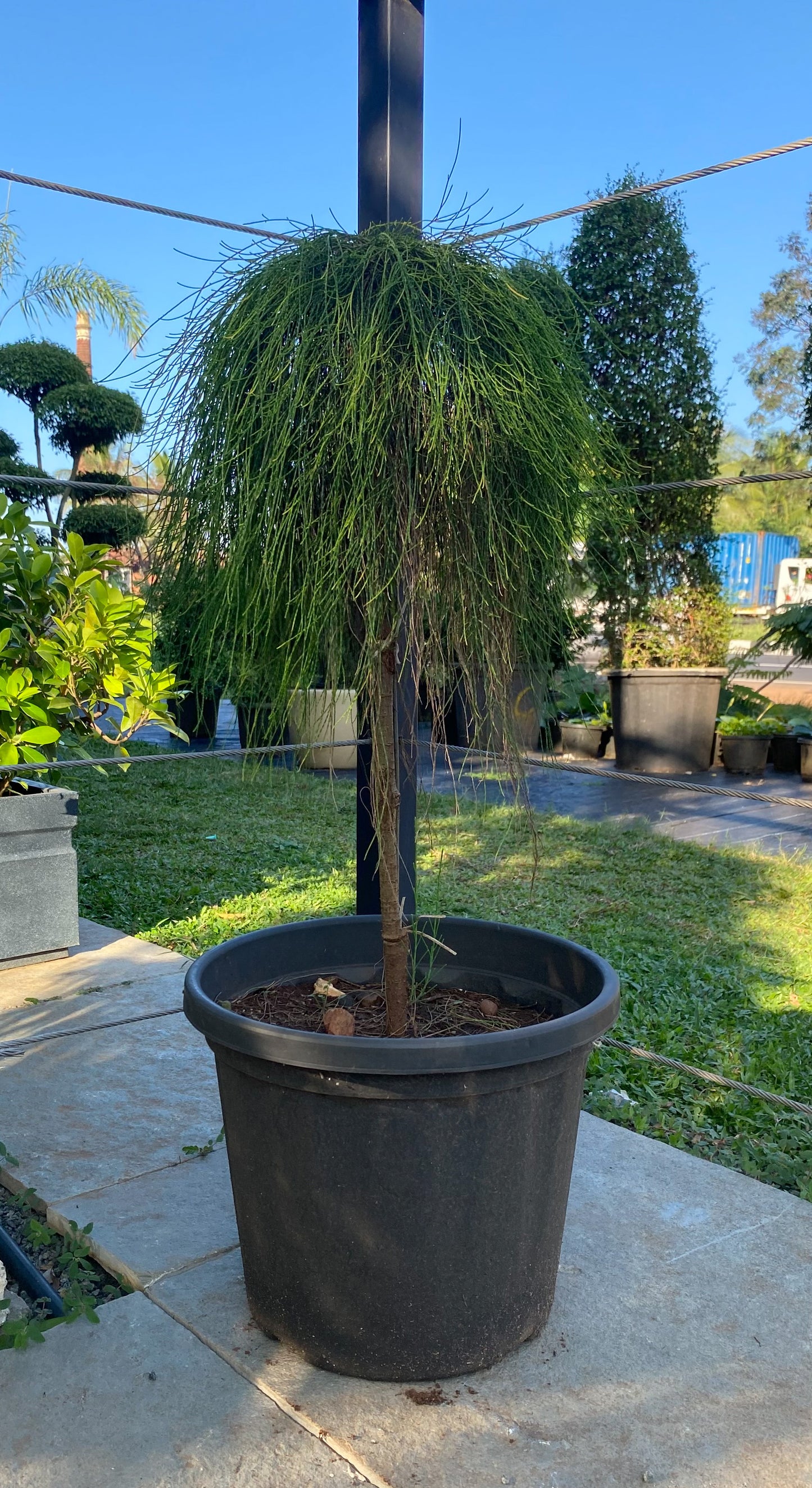 She Oak (Casuarina Glauca) 4 ft Plant