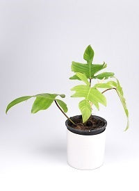 Philodendron Squamiferum Medium