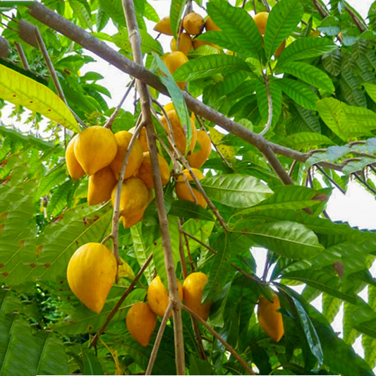 Egg Exotic Fruit Plants (Pouteria Campechiana)