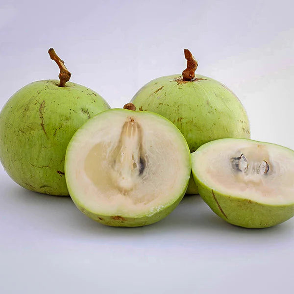 Green Star Apple Exotic Fruit Plants (Chrysophyllum Cainito)