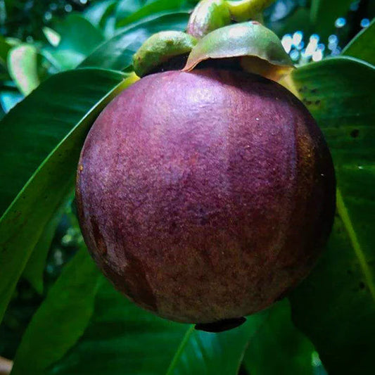 Mangosteen Exotic Fruit Plants (Garcinia Mangostana)
