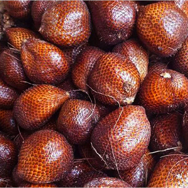 Pondoh Salak Exotic Fruit Plants (Salacca Zalacca)