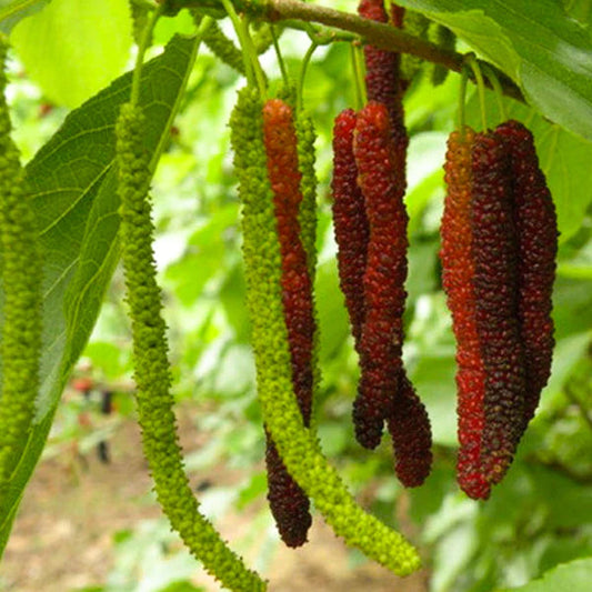 Long Mulberry Exotic Fruit Plants (Morus Alba)