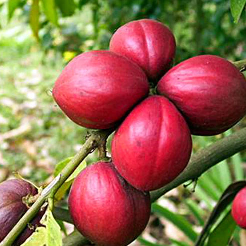 Mahkota Dewa Exotic Fruit Plants (Phaleria Macrocarpa)