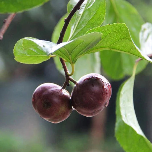 Manila Cherry Exotic Fruit Plants (Flacourtia SP)