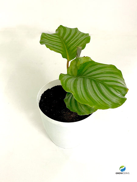 Calathea Orbifolia