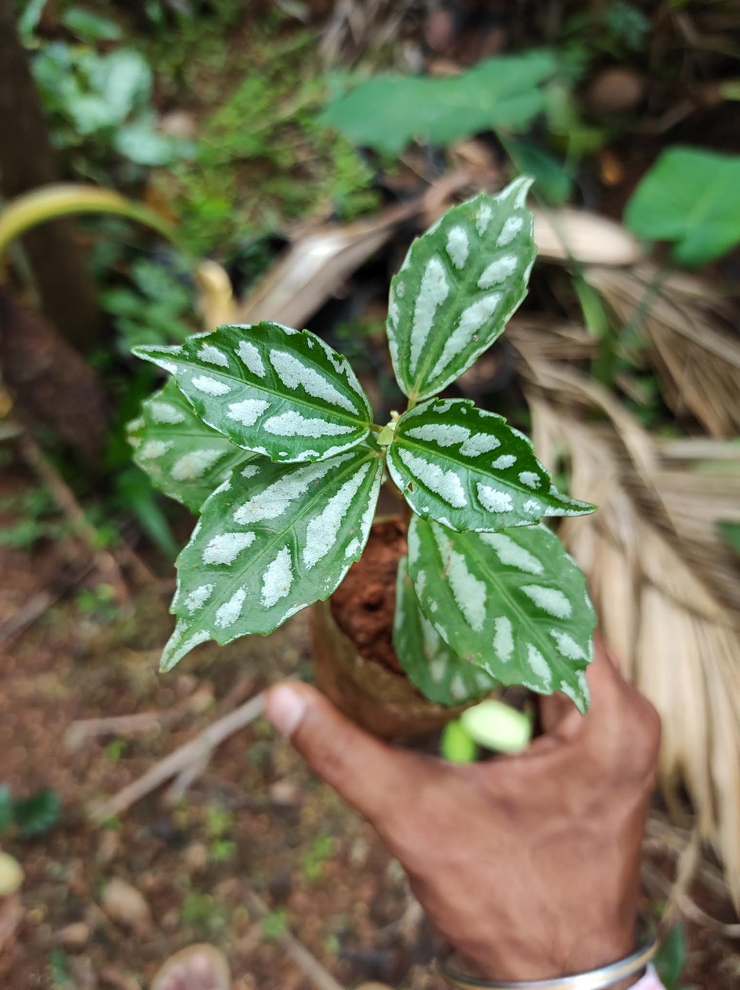 Pilea Cadierei