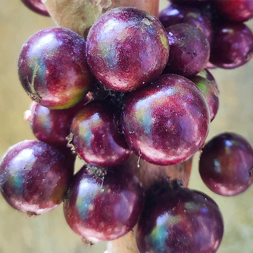 Jaboticaba Red hybrid Exotic Fruit Plants