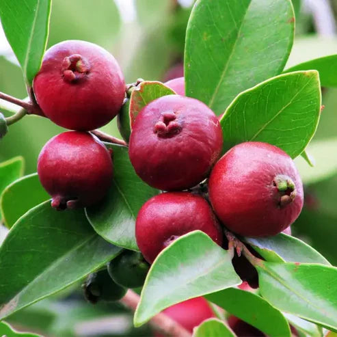 Red Strawberry Guava Exotic Fruit Plants (Psidium Cattleianum)