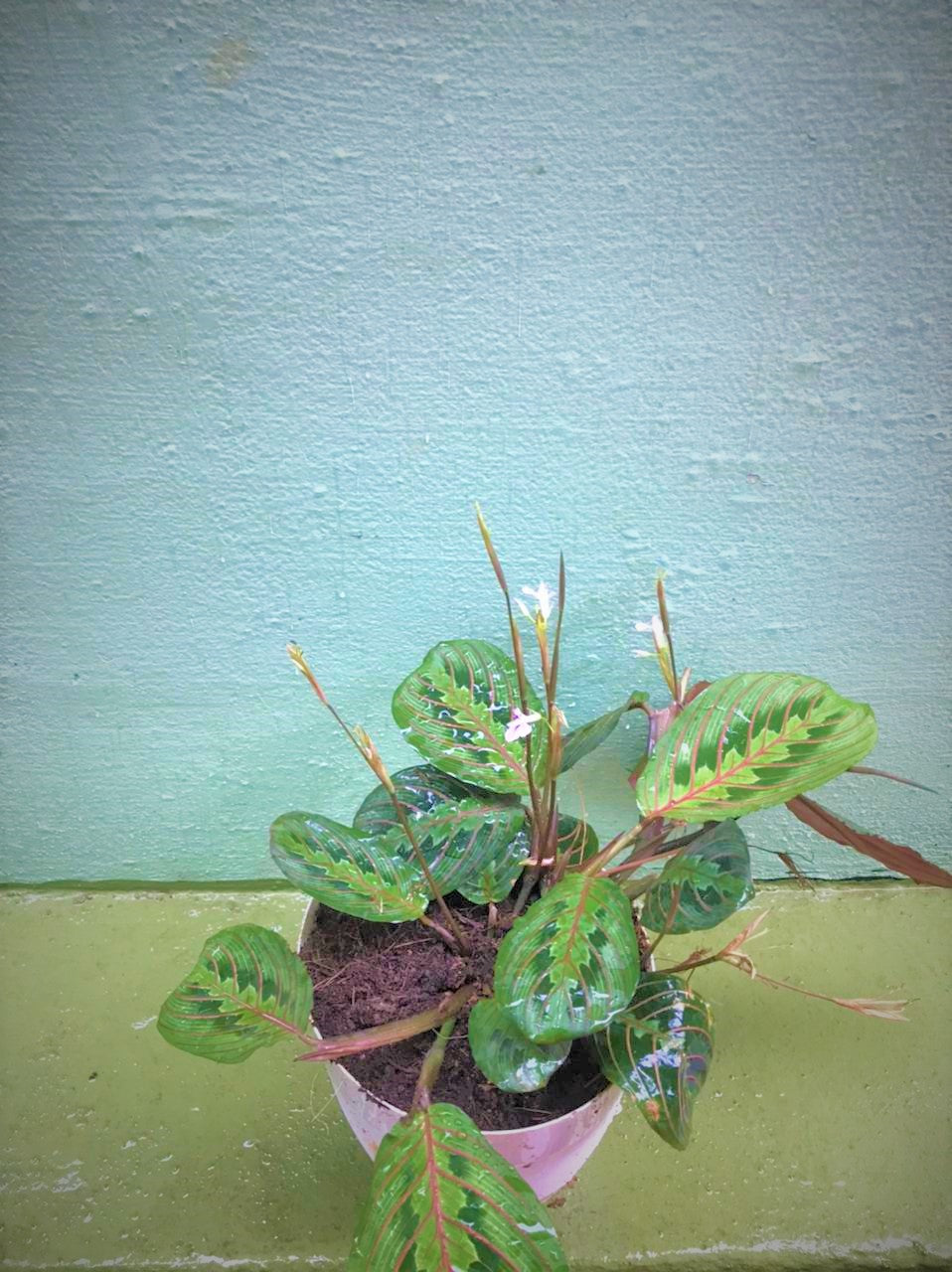 Maranta Leuconeura Red Vein