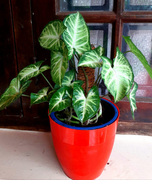 Syngonium Podophyllum Pixie 'Matured'