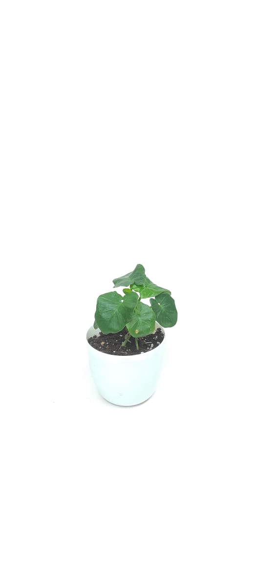 Philodendron Selloum Atom