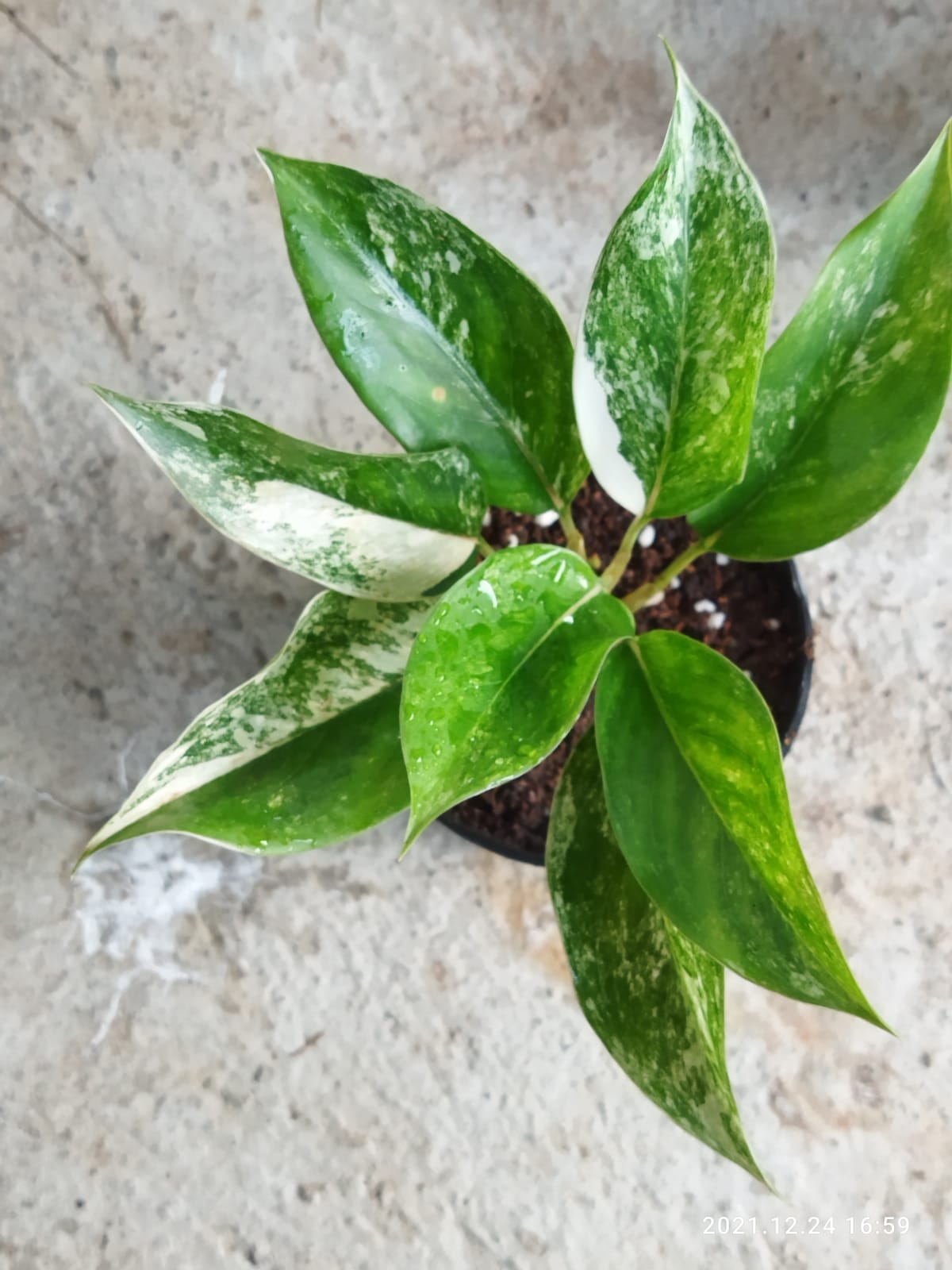 Aglaonema Siam Jade Variegated