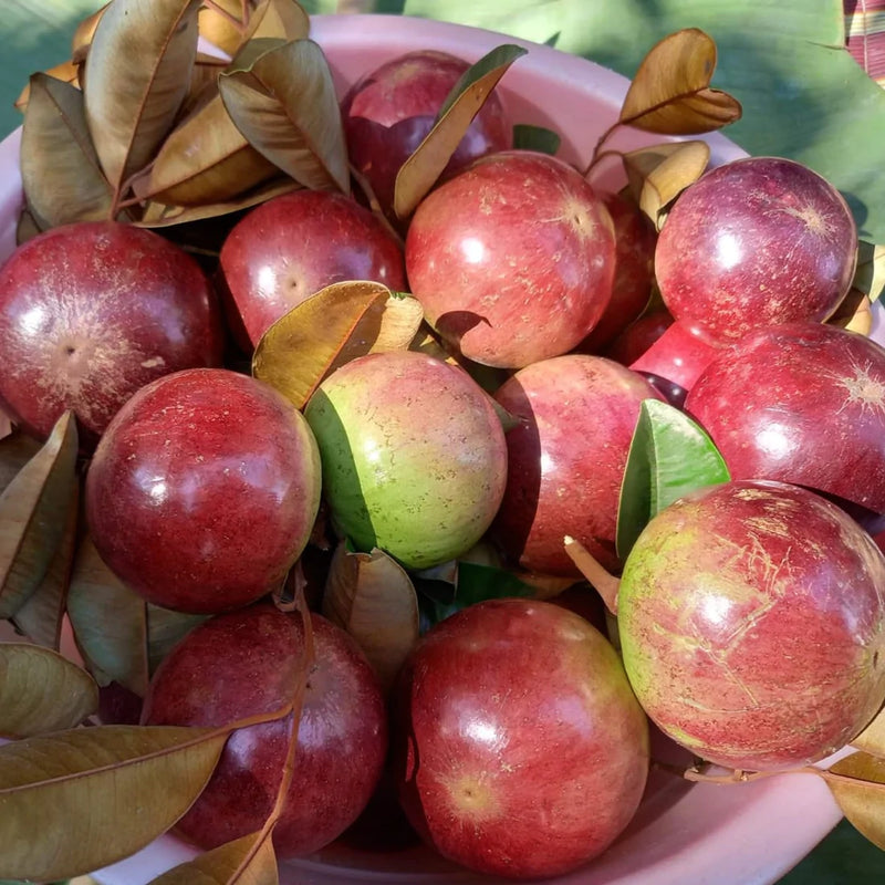 Red Star Apple Exotic Fruit Plants (Chrysophyllum Cainito)