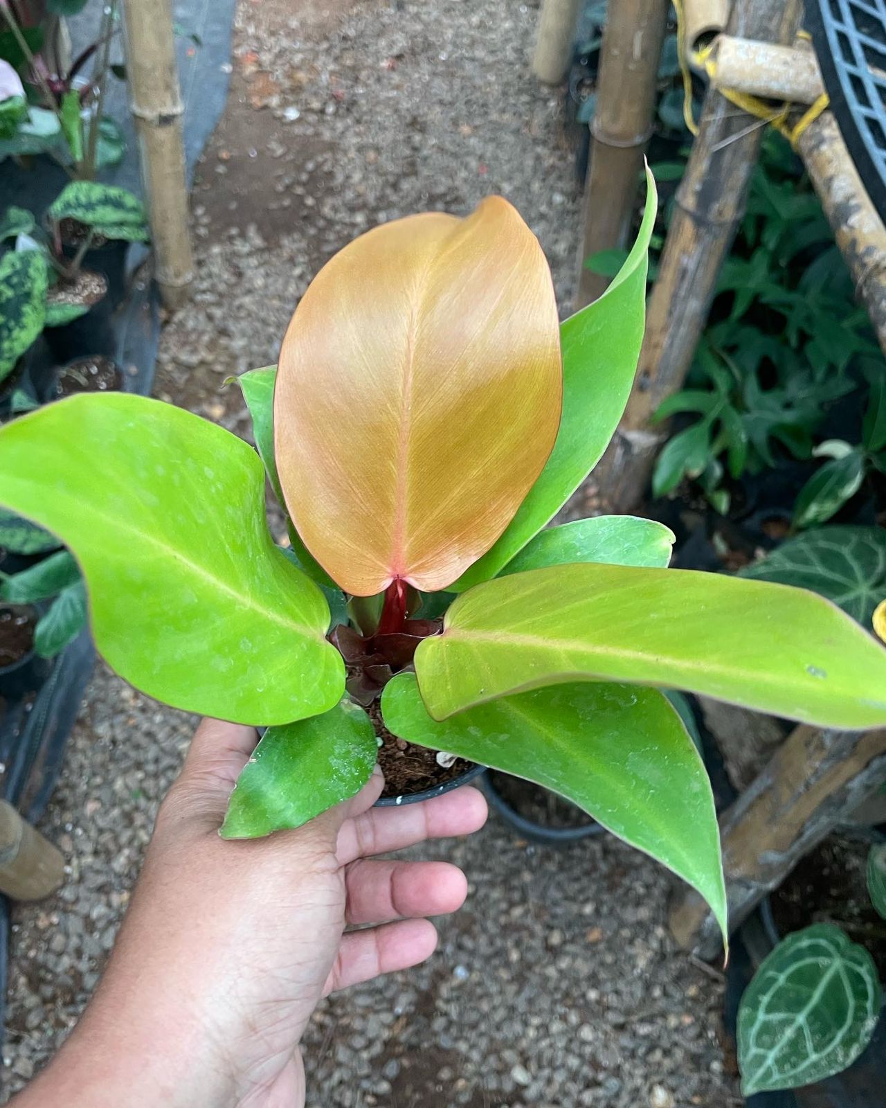 Philodendron Prince of Orange